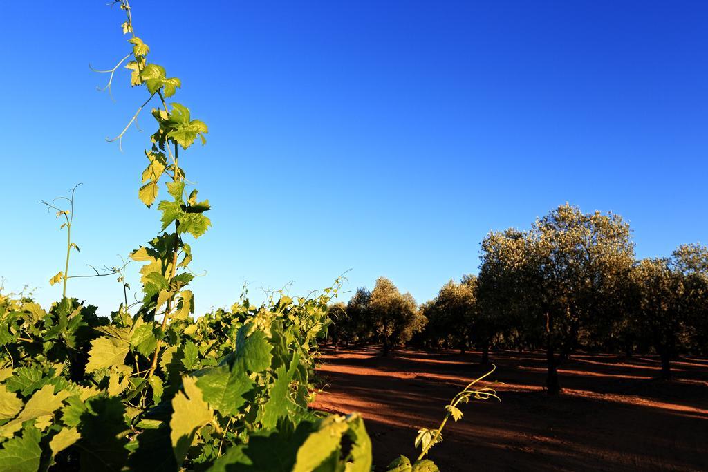 Azaruja Herdade Da Calada מראה חיצוני תמונה