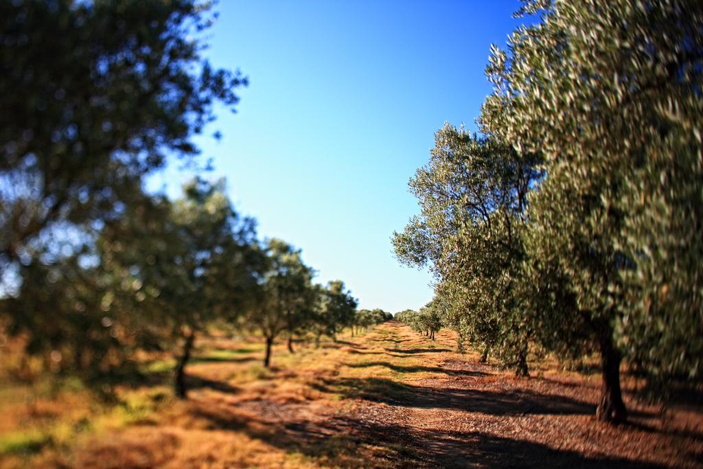 Azaruja Herdade Da Calada מראה חיצוני תמונה